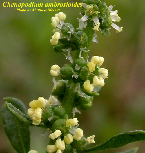 VƯỜN CÂY ĐV II - Page 10 Chenopodium_ambrosioides2