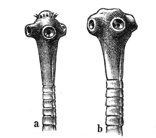 الدودة الشريطية OrgBioTaeniaScolexComparison