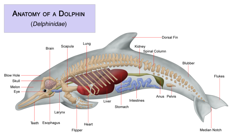 .::Delfín manchado Tropical::. Dolphin%203