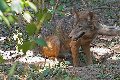 Your Wolf Pics - Page 2 Red%20wolf