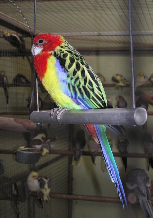 طائر الروزيلاّّ الجميل Eastern%20rosella%20pic