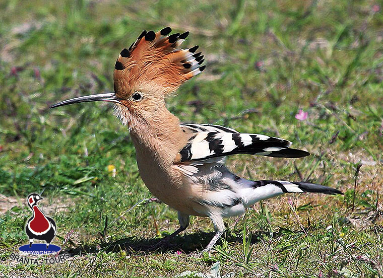 صور لطائر الهدهد Hoopoe