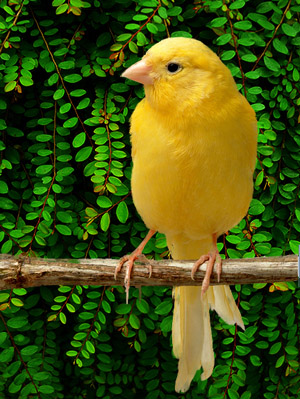 KANARČEK - Serinus canaria domestica Canary