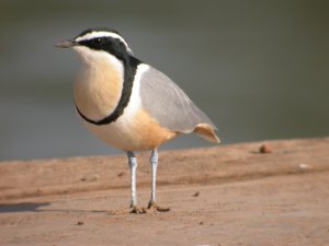  طائــر التمســاح  الزقزاق  السقساق Egyptian_plover