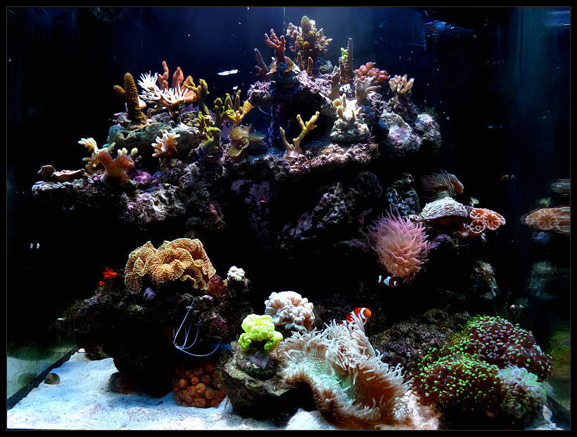 Les plus beau aquariums du forum 20122