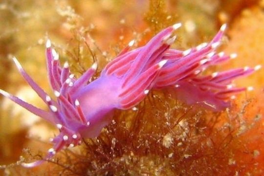 Est ce un nudibranche ? 66b77c1a