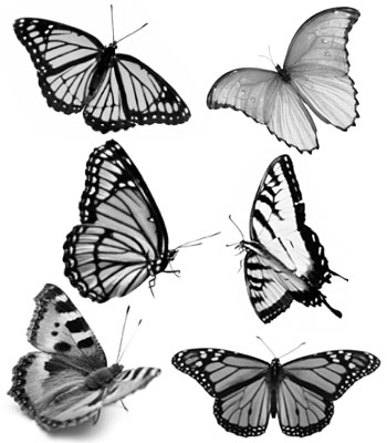 شموع من الحياة Butterfly-brushes