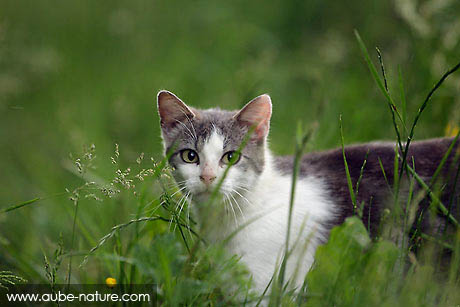 Une guérisseuse désignée Chat-haret