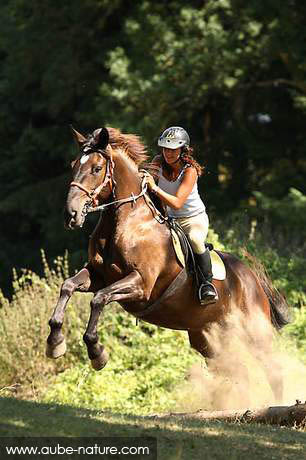 En PROMENADE, comment travailler votre cheval ? Entrainement-cross-cheval