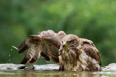 l'oiseau de Martin du 14 novembre trouvé par Ajonc Buse-variable-460x306