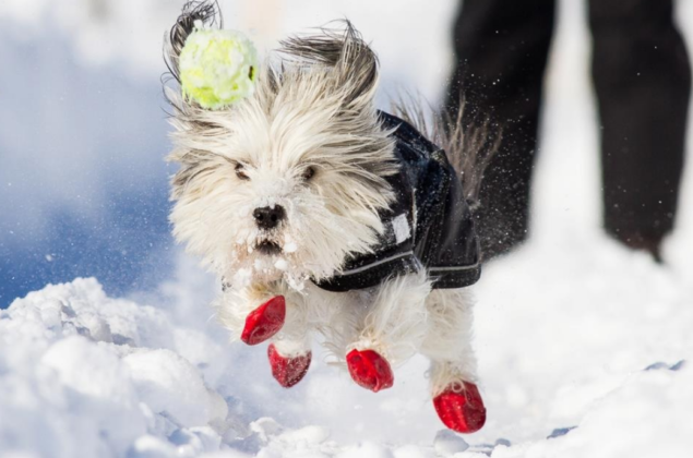 Le CromimiNut hivernal 22/23 Yorkshire-chien-neige-humour-635x420