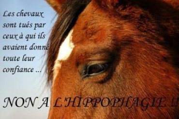 citation - Citation et photo de cheval(abattoir!!! il faut le SAVOIR et y REMEDIER!!! 175773