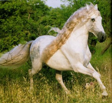 On ne renonce jamais aux chevaux(photo,vidéo)+LE PUR-SANG-LUSITANIEN 19642