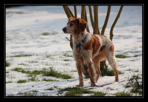 Avez vous d'autres animaux que les chevaux, si oui lesquels ? DSC_5400_201202100953