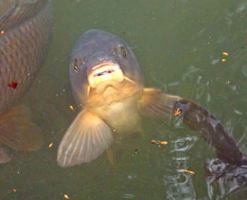 technique de pêche: la carpe en surface 177_carp_kenrokuen_garden_kanazawa