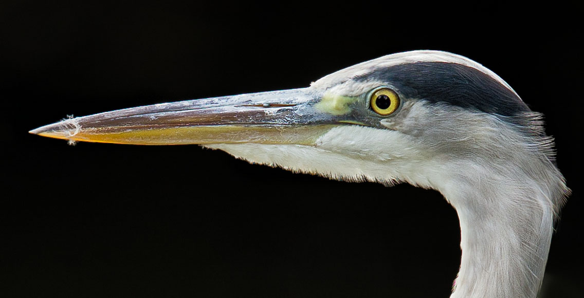 Un petit héron cendré Test-canon-ef-200-400-mm-f-4-heron-cendre-1200-crop