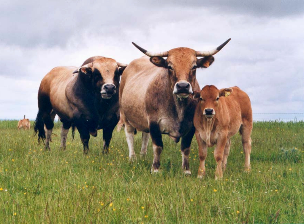 La race Aubrac!! Bovins-race-aubrac