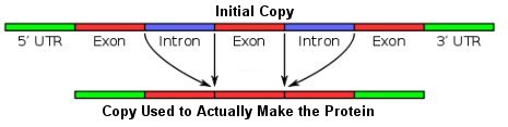 Chromosome 2, evidence for common ancestry ?  Introns2