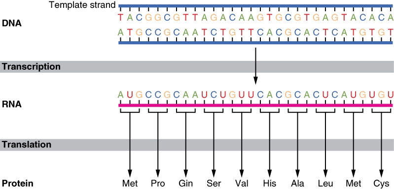 The different genetic codes Gen_code