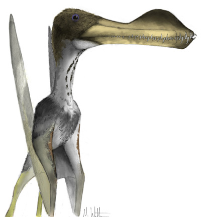 Le Coloborhynchus Coloborhynchus