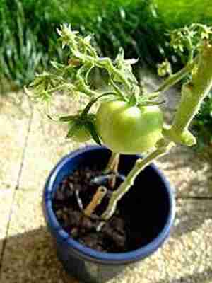 LE COIN DU JARDINIER(suite) Culture-en-pots