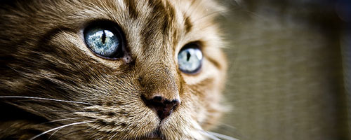 Afbeeldingsresultaat voor cat wallpaper