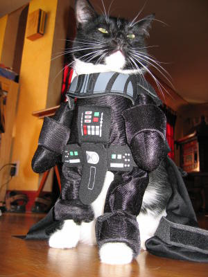 Kill the person above you! - Page 3 Darth-kitty