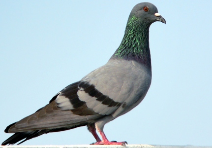 AV Toyota Yaris diesel  Pigeon