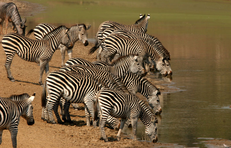 [Jeu] Association d'images - Page 9 Zebra-drinking-luangwa-national-park-zambia-photo-shenton-safaris-reduite