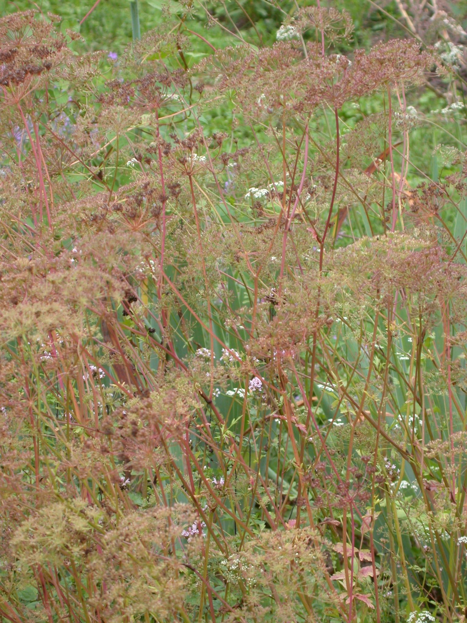 علاج انفلونزا الخنازير Anise-in-seed