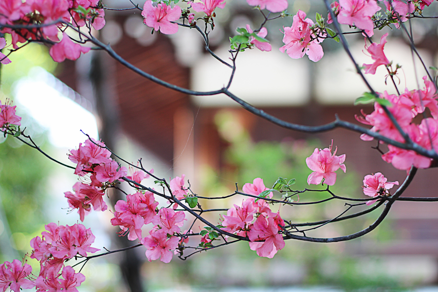 3 semaines au Japon Arashiyama-17