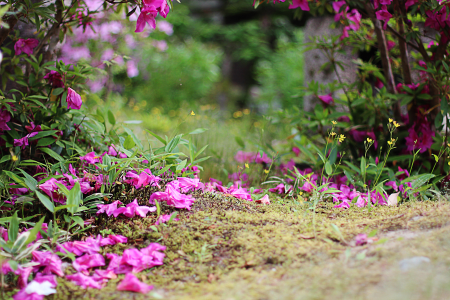 3 semaines au Japon Nara-garden46