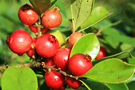 Le joli mois des cerises.... La-Cueillette-du-Goyavier-%E2%80%93-Culture-R%C3%A9union