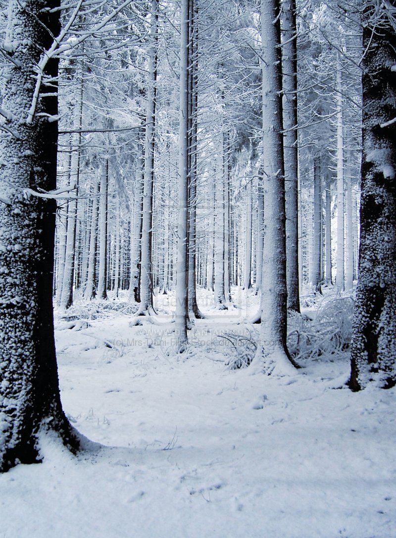 Hình Phong Cảnh Mùa Đông Snowforest