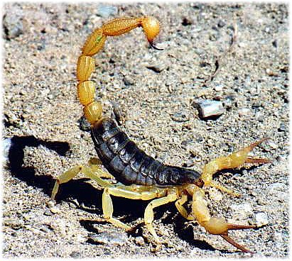  سم العقارب مفيد لمرضى القلب  Scorpion