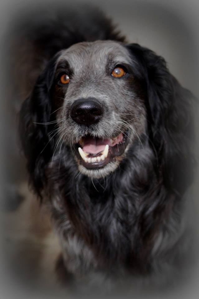 CARLO - setter 9 ans - Spa Canche Authie à Saint Aubin (62) 11392899_10206611927527623_8348388770262273175_n.jpgcarlo