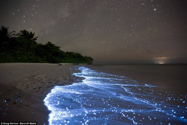 Olas que brillan (bioluminiscencia)  Bioluminescence-vagues-maldives-e1333747180392