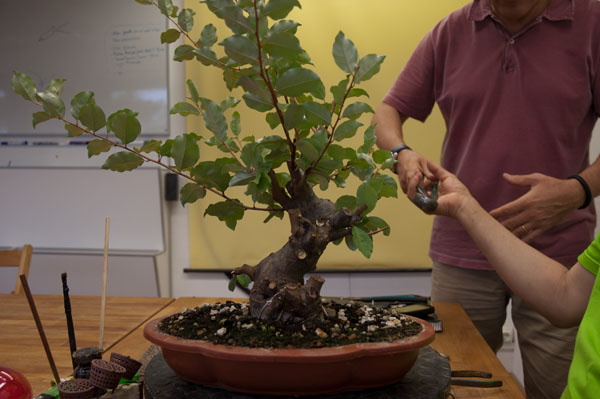Eleagnus pungens – de vivero a pre bonsai – Primera formación DSC_6890