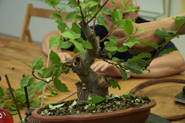 Eleagnus pungens – de vivero a pre bonsai – Primera formación DSC_6899