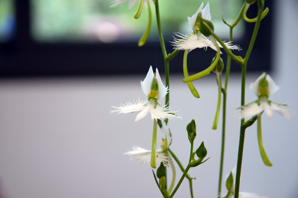 ¿ Orquídeas enanas ?…. mirad mirad !!! Habe004