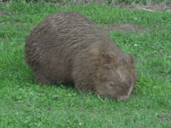 L'animal de Martin du 15 Mai trouvé par Gin-to 952521