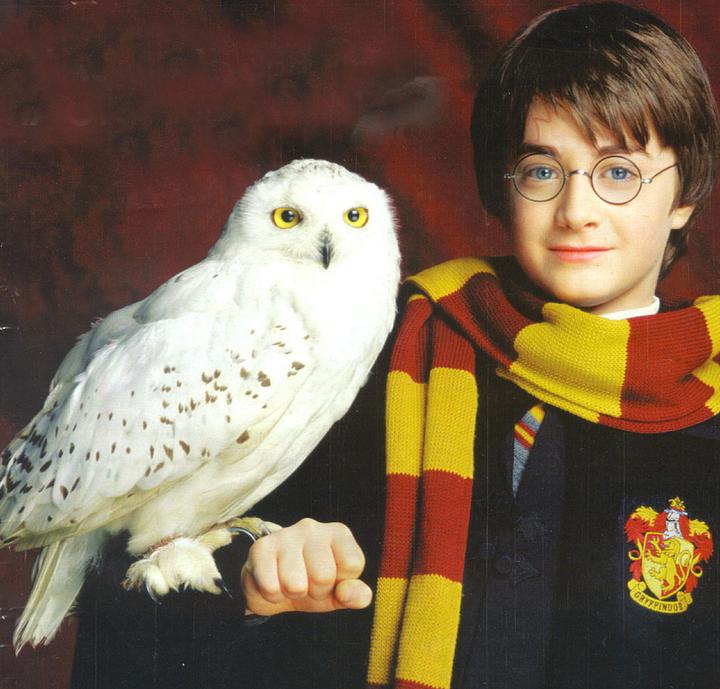 plaatjeswedstrijd 8 Harry-Potter-Hedwig