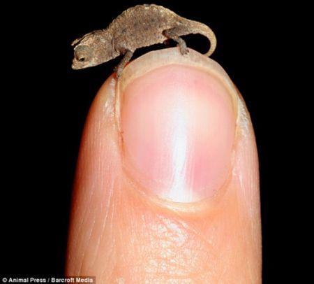 Le plus petit caméléon Tiniest-chameleon-2