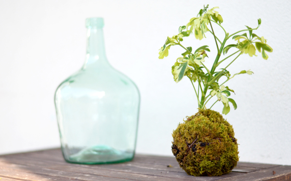 comment faire un kokedama DSC_0893-600x373