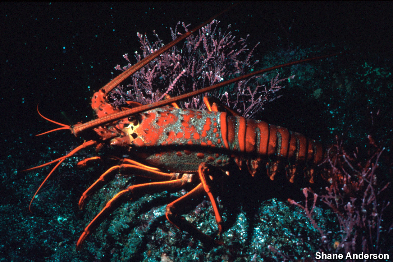 صور من عالم البحار .. ألوان اللوبستر والكابوريا Lobster_300