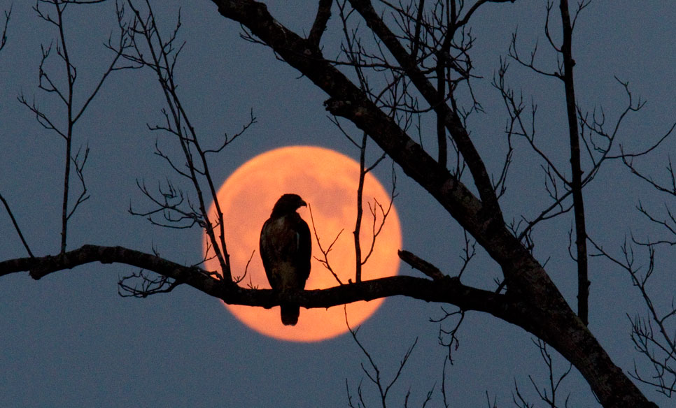 ¿Que hariamos sin una Luna? APaguila