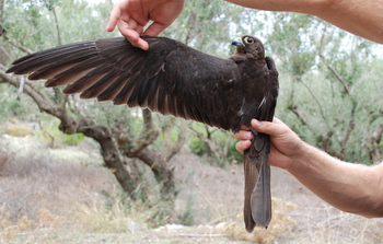 Falconiformes. sub Falconidae - sub fam Falconinae - gênero Falco - Página 2 Falele-2