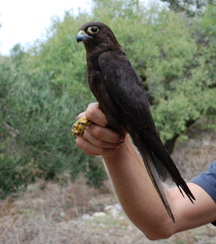 Falconiformes. sub Falconidae - sub fam Falconinae - gênero Falco - Página 2 Falele