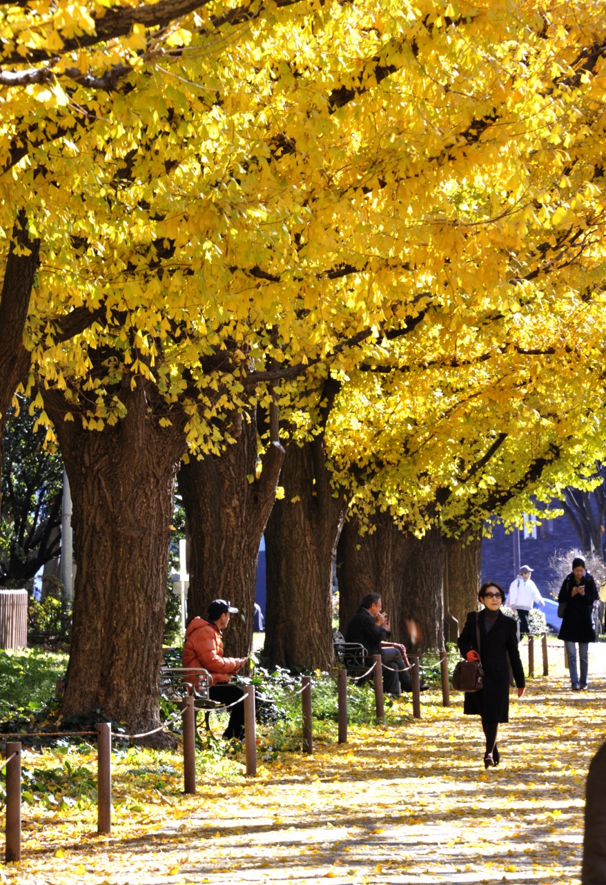 صورة وخبر .. حول العالم Afp_japan_ginko_trees_13Dec11-878x1282