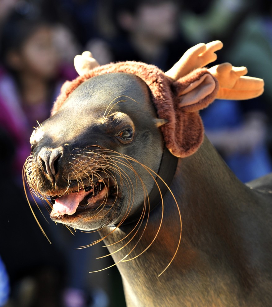 صورة وخبر .. حول العالم Afp_japan_sea_lion_christmas_12Dec11-878x990